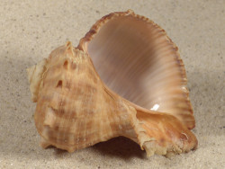 Rapana rapiformis TH 7,7cm *Unikat*