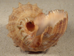 Rapana rapiformis TH 7,7cm *Unikat*