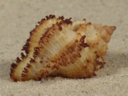 Hexaplex stainforthi m/O AU 2,9cm *Unikat*