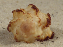 Hexaplex stainforthi m/O AU 2,9cm *Unikat*