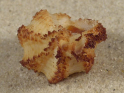 Hexaplex stainforthi m/O AU 2,9cm *Unikat*