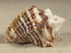 Vasum rhinoceros TZ 5,2cm *unique*
