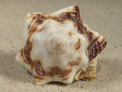 Vasum rhinoceros TZ 5,2cm *unique*