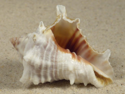 Vasum rhinoceros TZ 4,8cm *Unikat*