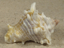 Vasum rhinoceros TZ 4,8cm *Unikat*