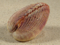 Dallocardia muricata BR 4,8cm *unique*