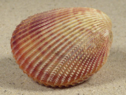Dallocardia muricata BR 4,8cm *unique*