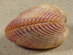 Dallocardia muricata BR 4,8cm *unique*