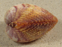 Dallocardia muricata BR 4,7cm *unique*