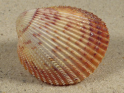 Dallocardia muricata BR 4,7cm *unique*