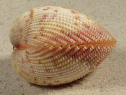 Dallocardia muricata BR 4,7cm *unique*