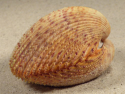 Dallocardia muricata BR 6,3cm *unique*