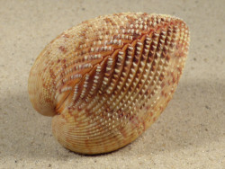 Dallocardia muricata BR 6,3cm *unique*