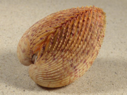 Dallocardia muricata BR 6,3cm *unique*