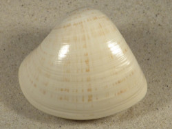 Tivela zonaria BR 7,4cm *unique*