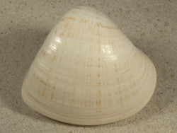 Tivela zonaria BR 7,4cm *unique*