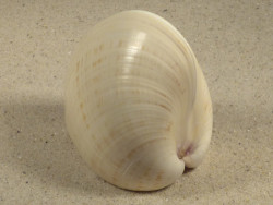 Tivela zonaria BR 7,4cm *unique*
