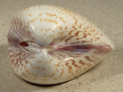 Tivela zonaria BR 6,5cm *Unikat*