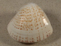 Tivela zonaria BR 6,5cm *Unikat*