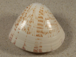 Tivela zonaria BR 6,5cm *Unikat*