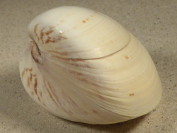 Tivela zonaria BR 7,9cm *unique*
