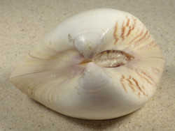 Tivela zonaria BR 7,9cm *unique*