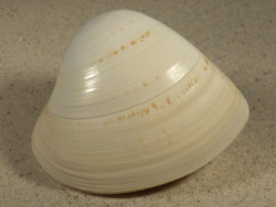 Tivela zonaria BR 7,9cm *unique*