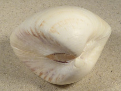 Tivela zonaria BR 7,4cm *Unikat*