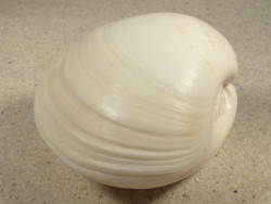 Tivela zonaria BR 7,4cm *Unikat*