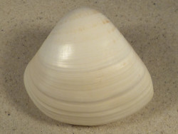 Tivela zonaria BR 7,4cm *Unikat*