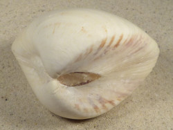 Tivela zonaria BR 7,4cm *Unikat*