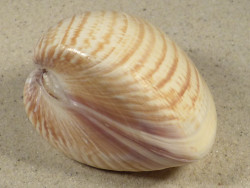 Tivela zonaria BR 7,4cm *unique*