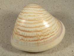Tivela zonaria BR 7,4cm *unique*