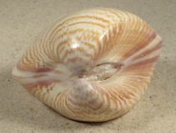 Tivela zonaria BR 7,4cm *unique*