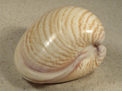 Tivela zonaria BR 7,4cm *unique*