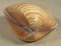Tivela zonaria BR 7,4cm *unique*