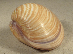 Tivela zonaria BR 7,4cm *unique*