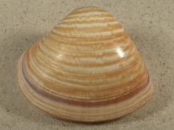 Tivela zonaria BR 7,4cm *unique*
