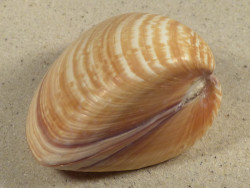 Tivela zonaria BR 7,4cm *unique*