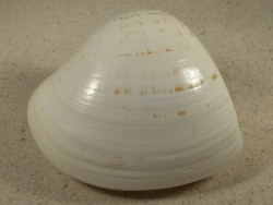 Tivela zonaria BR 9,2cm *Unikat*