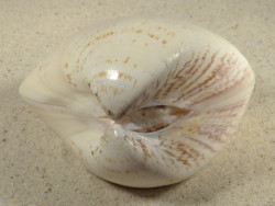 Tivela zonaria BR 9,2cm *Unikat*