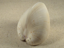 Tivela zonaria BR 9,2cm *Unikat*