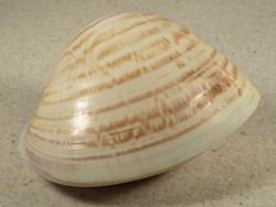 Tivela zonaria BR 8,2cm *unique*