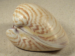Tivela zonaria BR 8,2cm *unique*