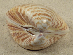 Tivela zonaria BR 8,2cm *unique*