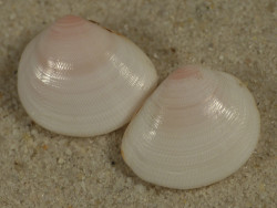Strigilla carnaria BR 1,2+cm
