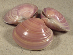 Eucallista purpurata BR 5,5+cm