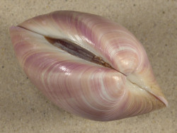 Eucallista purpurata BR 7,9cm *Unikat*