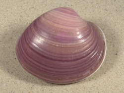 Eucallista purpurata BR 7,0cm *unique*