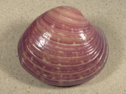 Eucallista purpurata BR 7,8cm *Unikat*